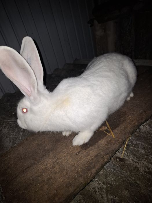 Vand femela urias german alb