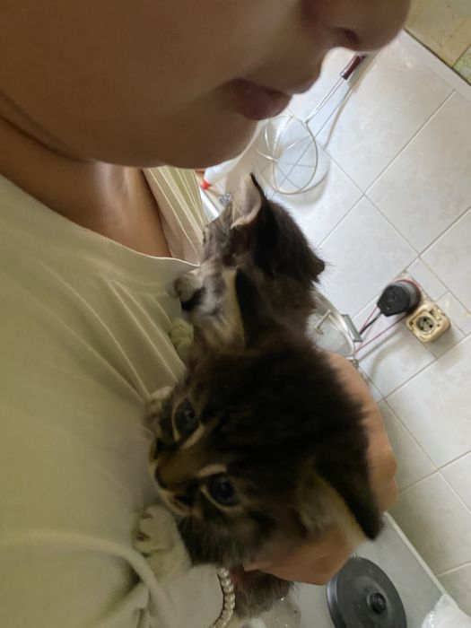 Котята очень красивые