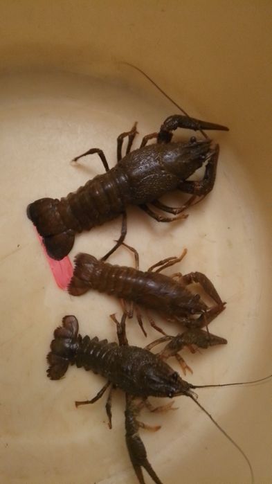 Раки живые срочно