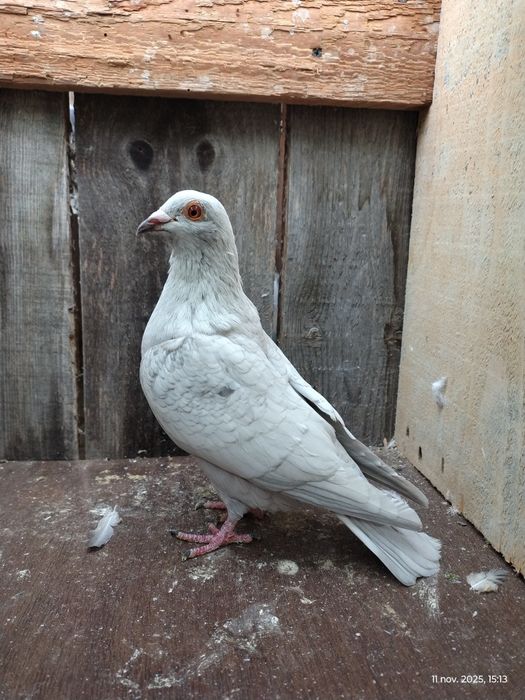 Porumbei voiajori colorați