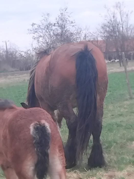 Vând două iepe Ardeneze