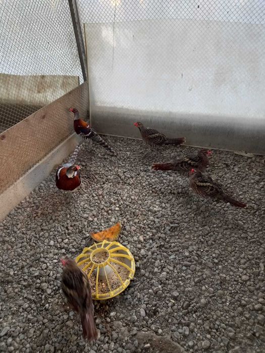 Фазаны порода Элиота