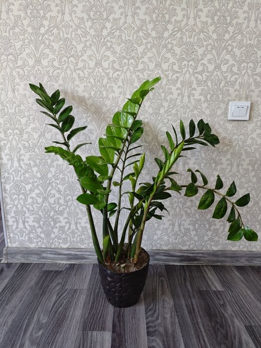 Разные комнатные цветы