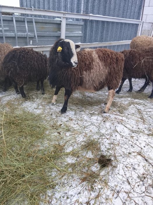 дорпер кошкар қошқар 1 год сатылады