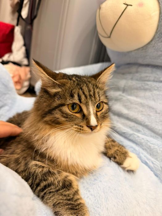 Кошка девочка активная очень