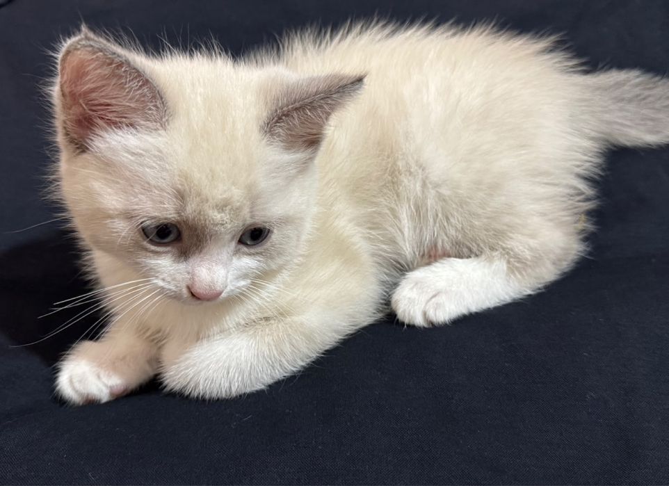 Котята отдам бесплатно