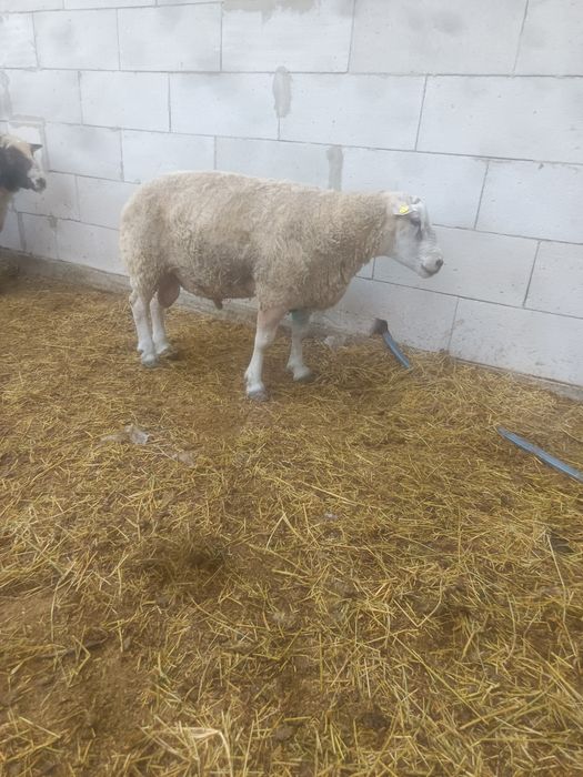 Berbec Texel și Pătat Olandez