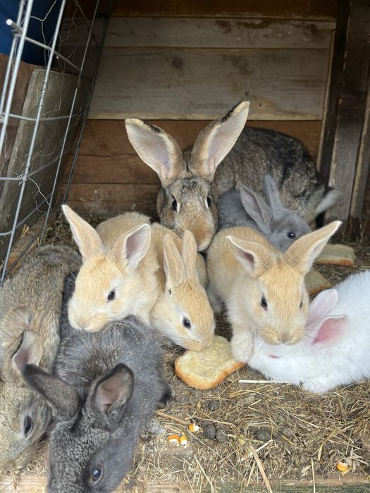 Iepurita cu 7 pui