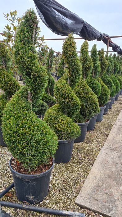 Palmier cycas spirală