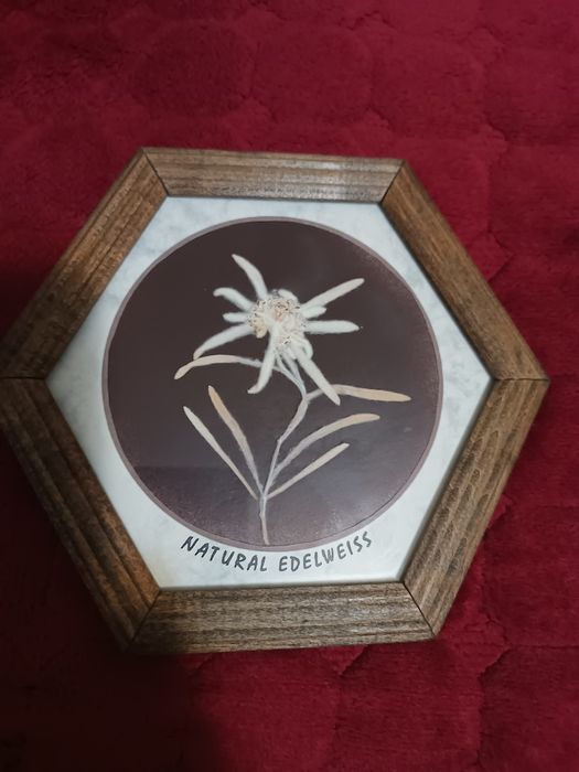 Картичка Еделвайс СТК Мальовица