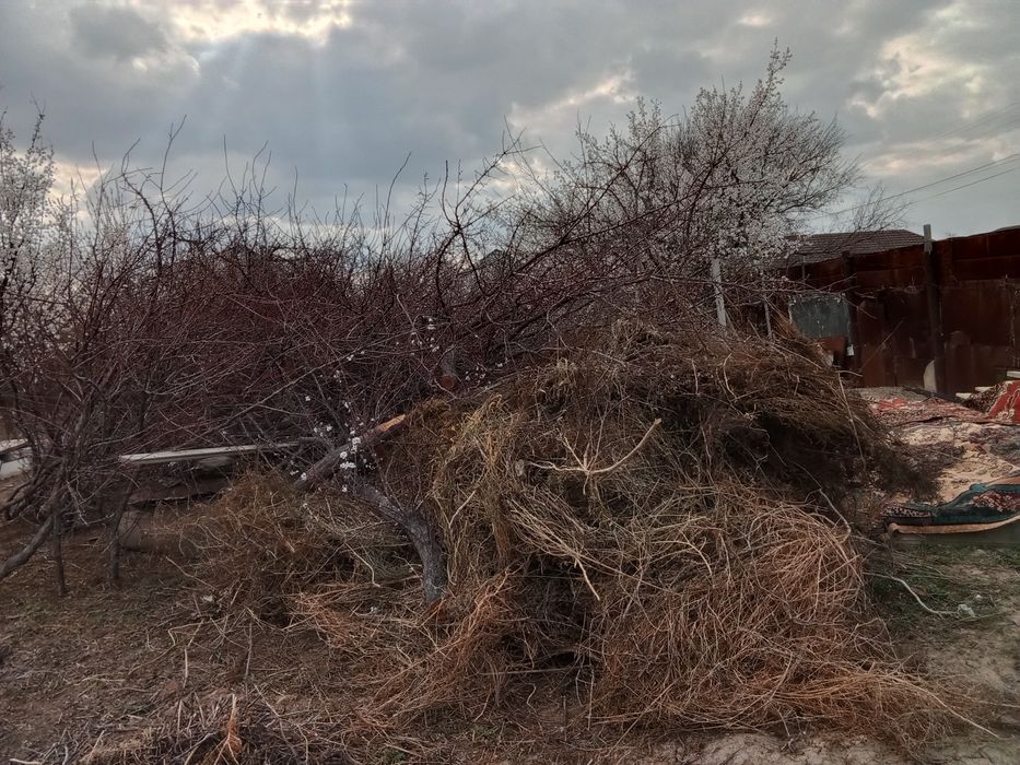 Отынға теректер бар сосын малға шөптер бар