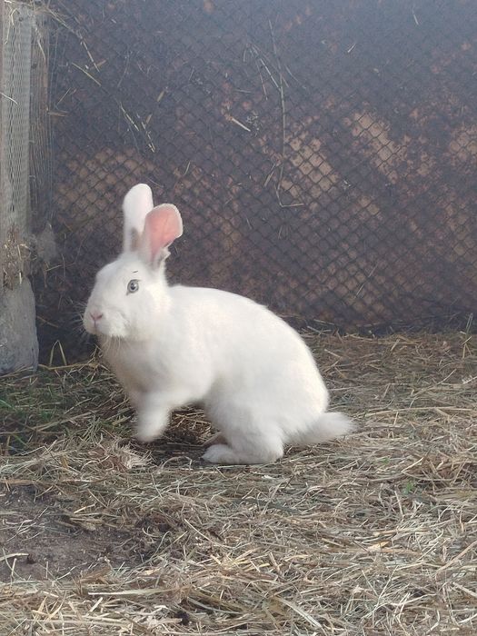 Продам кроликов.