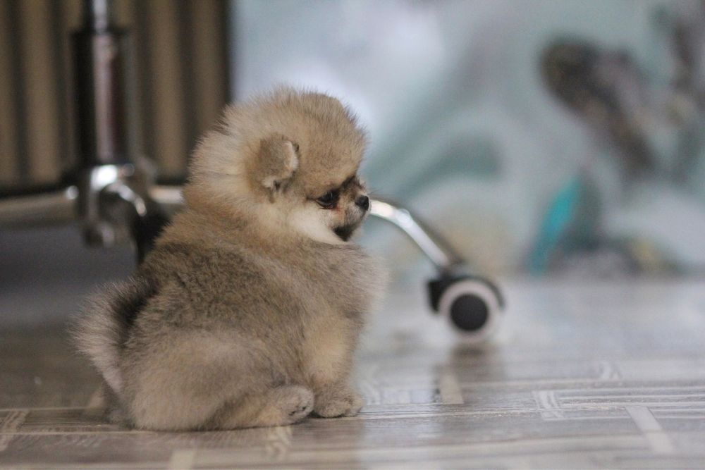 Предлагается мальчик померанского шпица