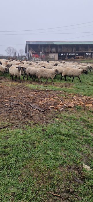 Vând 200 de oi țigări bucălăi gestante