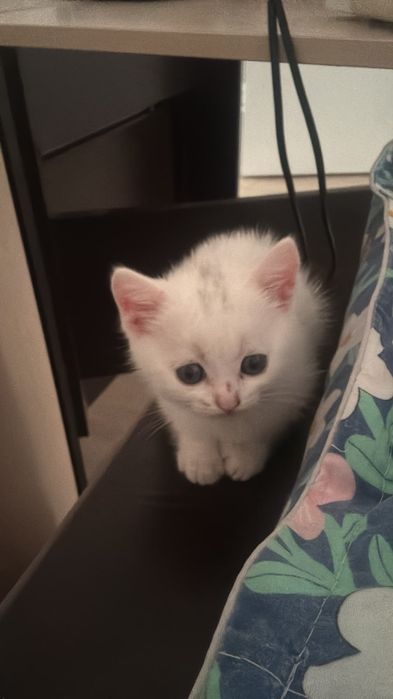 Отдам котенка бесплатно мальчик