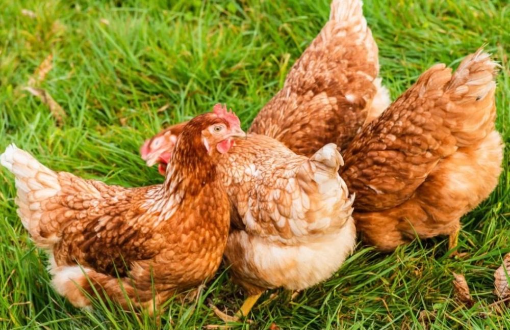 Gaini rosii outoare(transport gratuit)