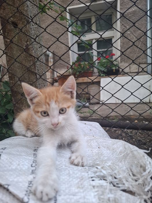 Котета търсят новия си дом