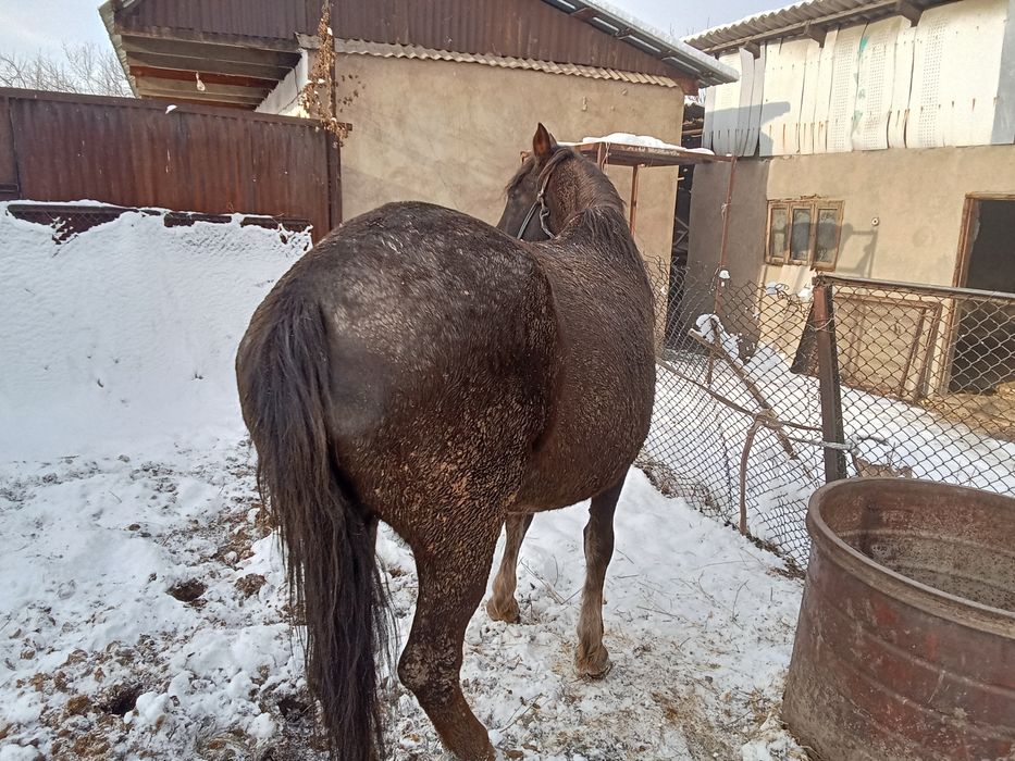 Бие сатылады семиз