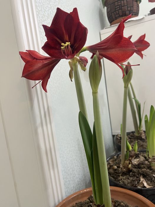 Гипераструм