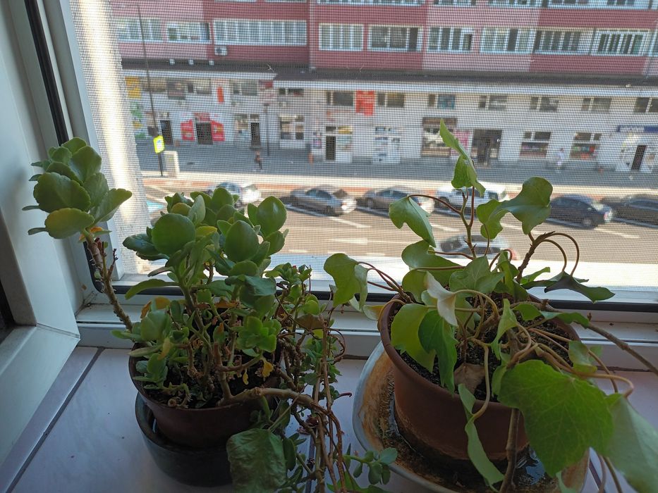 Vand 2 flori de apartament.