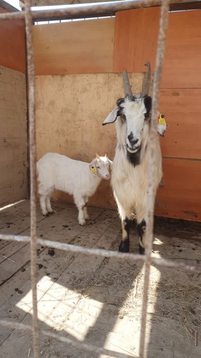 Ешкі  .сатылады.