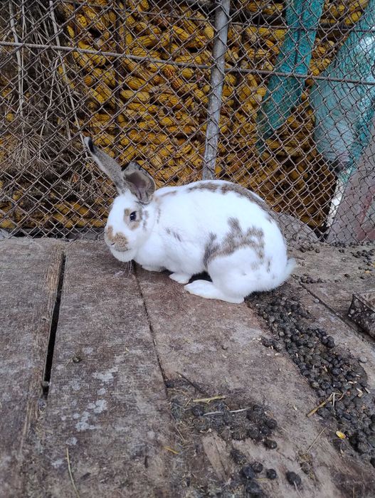 Vând iepuri de casa