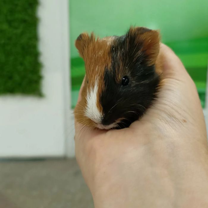 Морские свинки детки