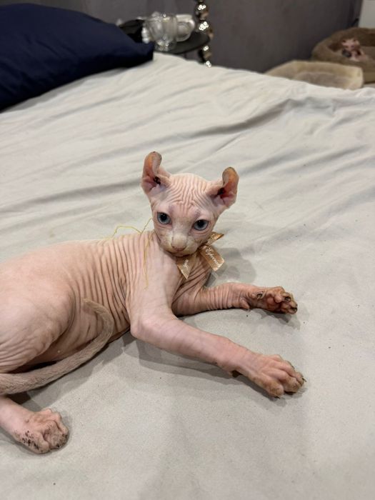 Шикарный сфинкс эльф
