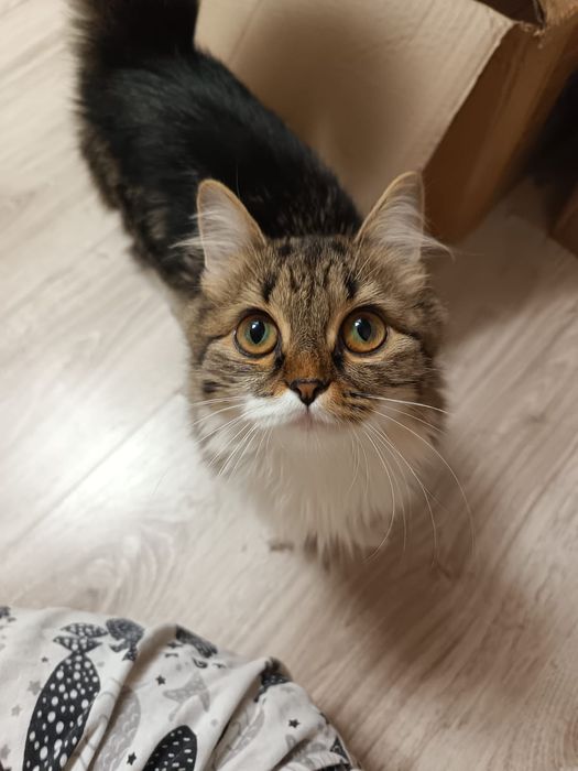 Котенок ищет хозяев