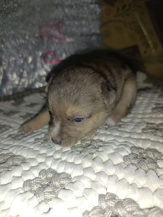 щенки в добрые руки