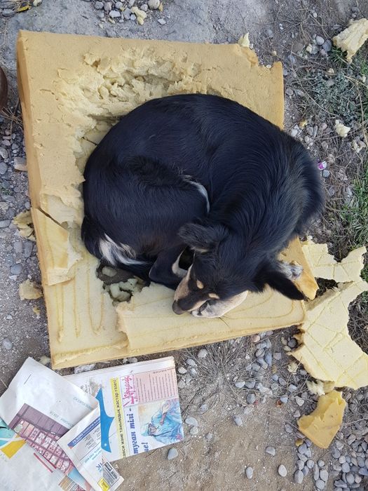 Собаки  отдаю по 500тенге