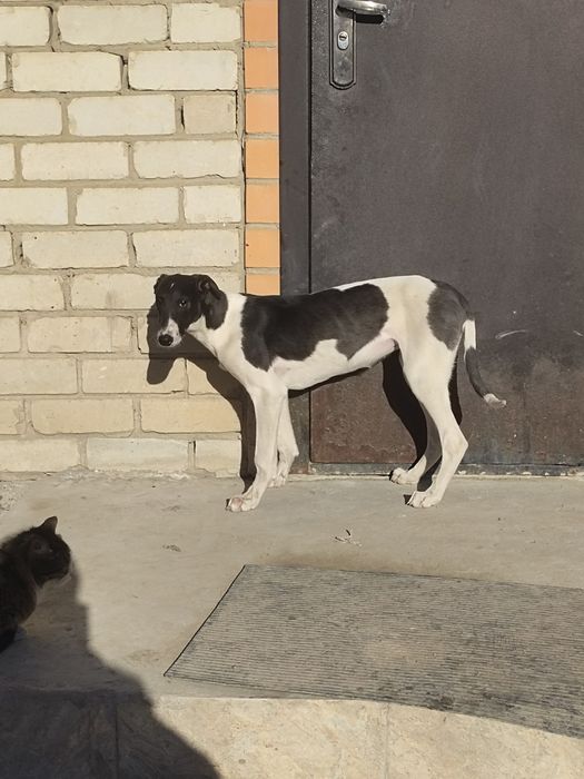 Грейхаунд тазы 4 айлық