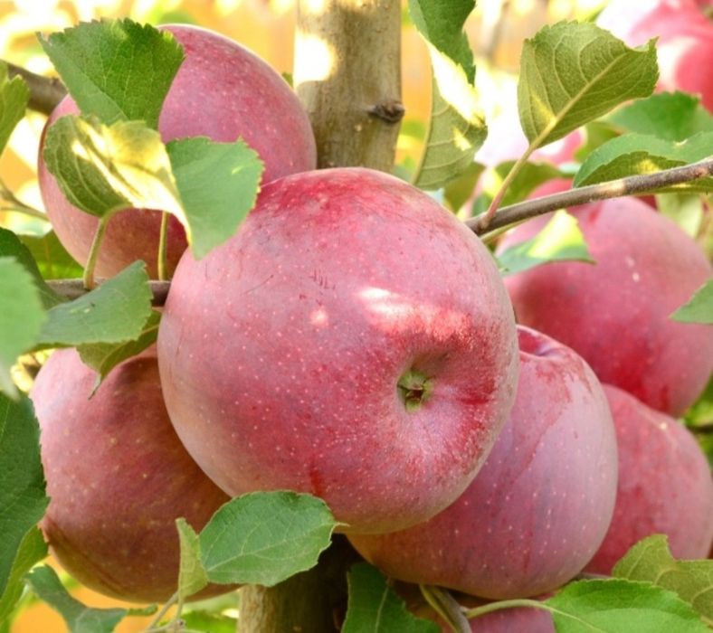 Vând mere pentru consum