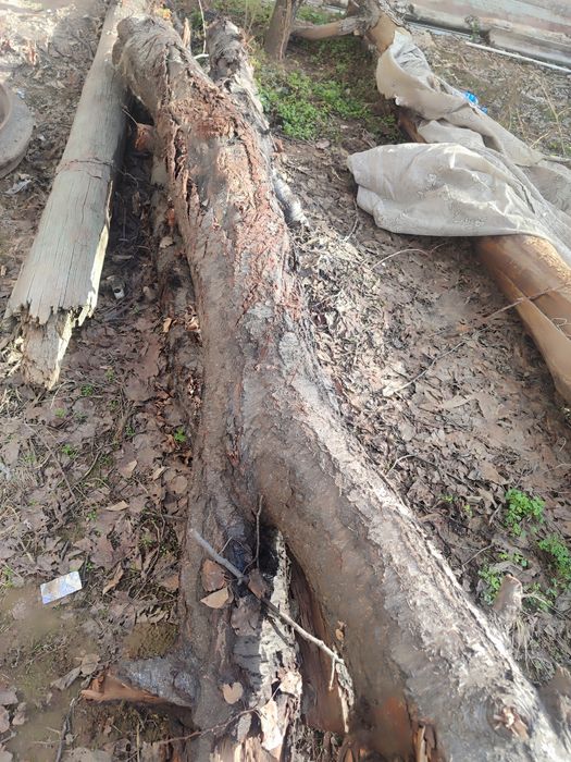 Дрова отдам почти даром . Утин арзон