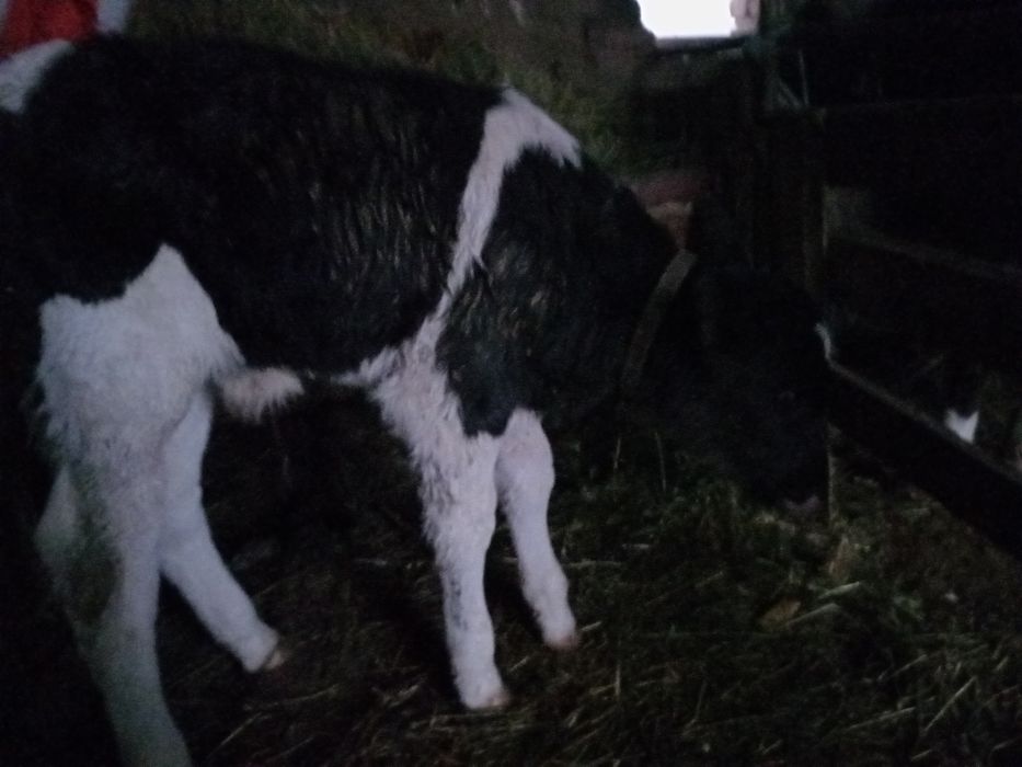 Продавам мъжко теле новородено