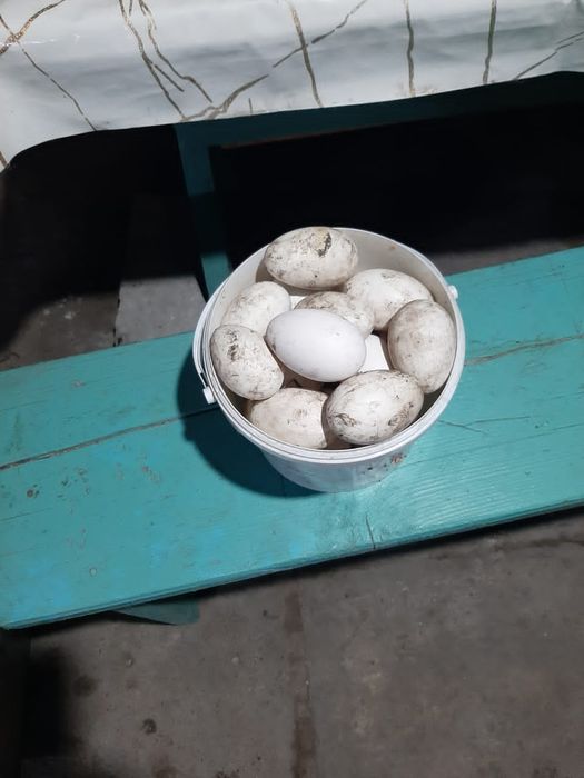Продам яйца гусинные