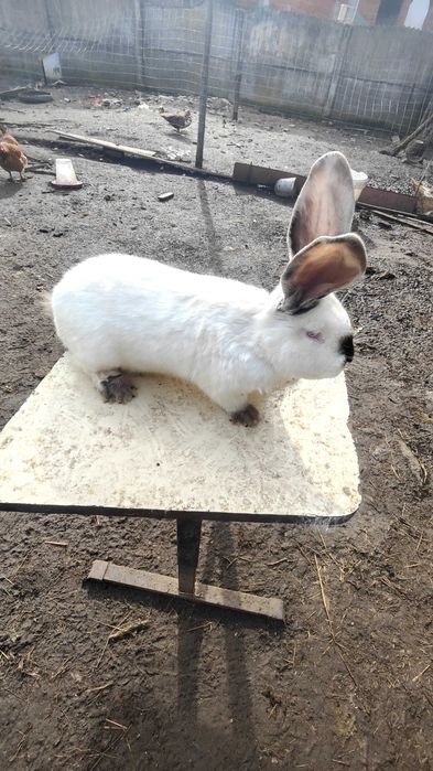 Vând sau schimb mascul uriaș de Transilvania