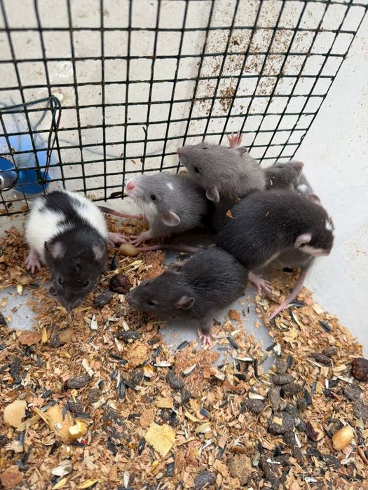 sobolani de companie