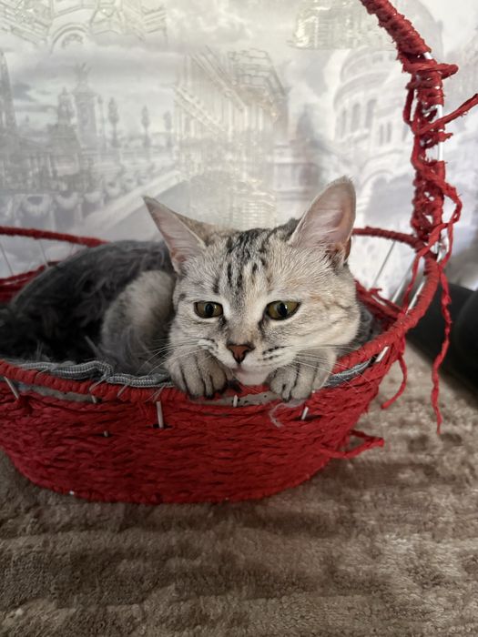 Отдам в добрые руки