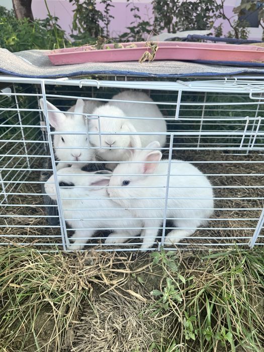 Продаются карликовые кролики / Karlik quyon Sotiladi