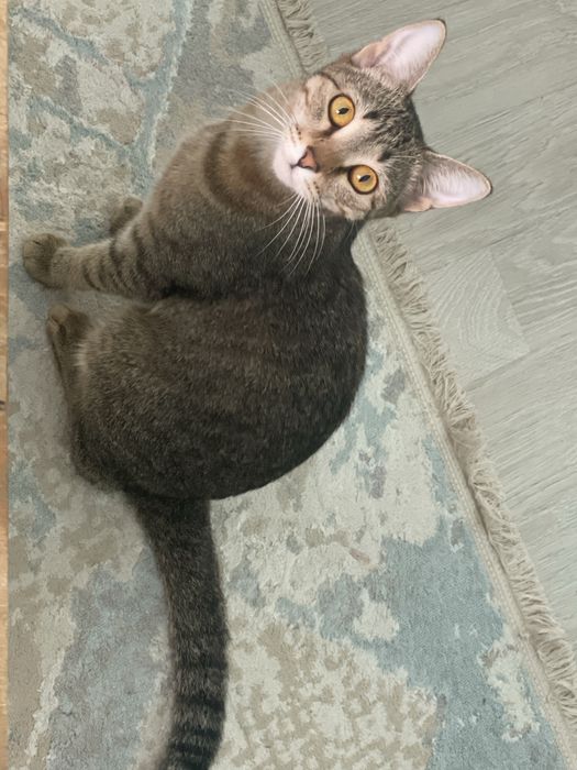 Отдадим кошку в добрые руки