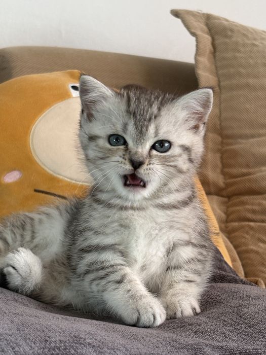 Pui british shorthair