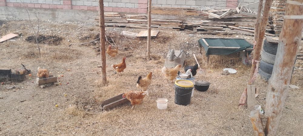 Продаётся домашние курицы несушки