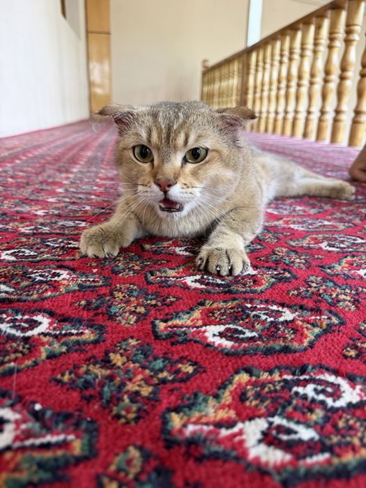 Продаётся кот породы Шиншилла