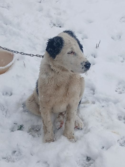 Еркек кушик Алабай