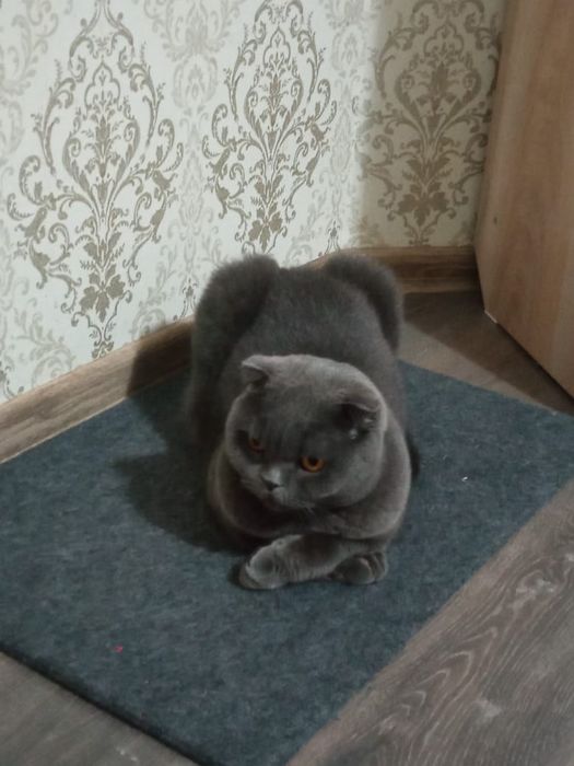 Отдаём кошку в хорошие руки