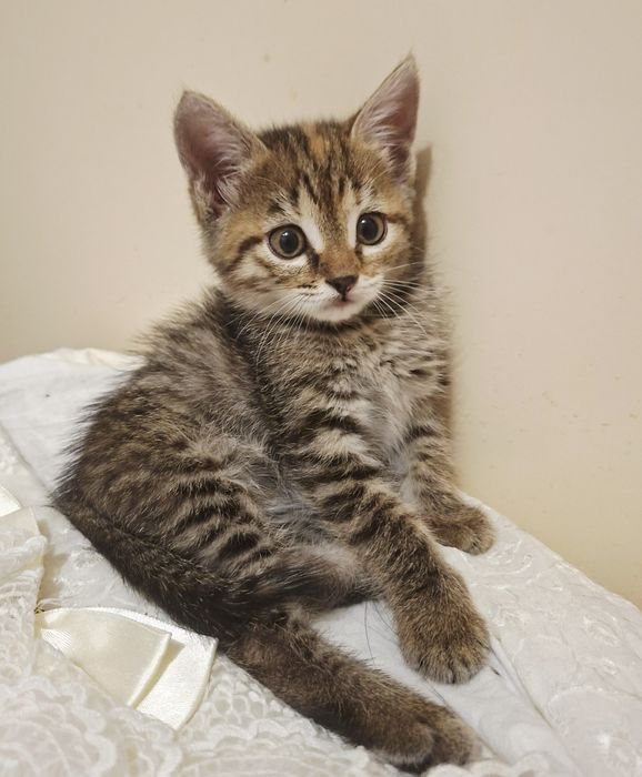 Котенок Лева, 1.2 месяца  — маленькое сердечко