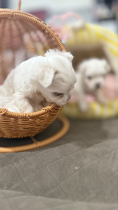 Милые щенки мальтезе