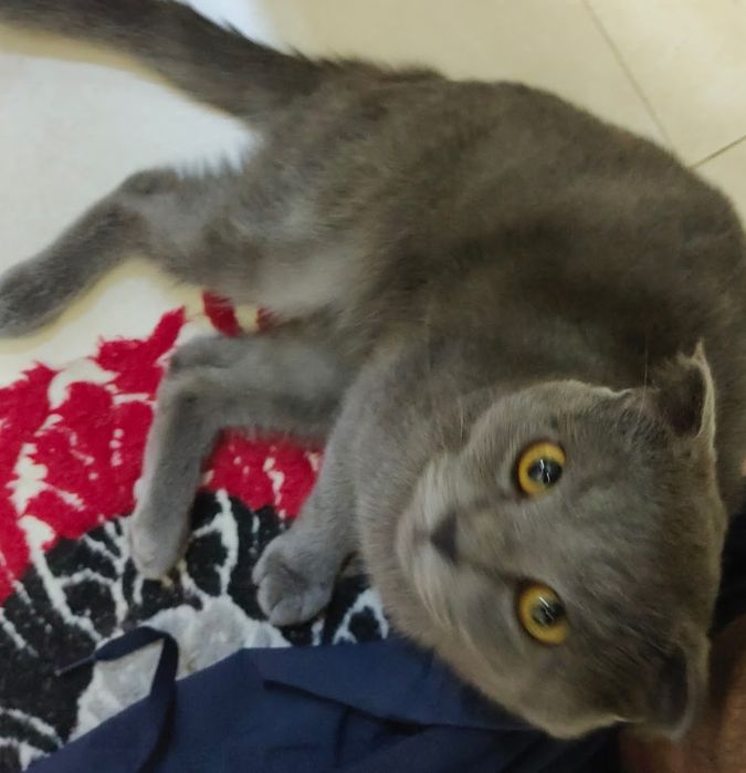 Шотландец вислоухий сотилади