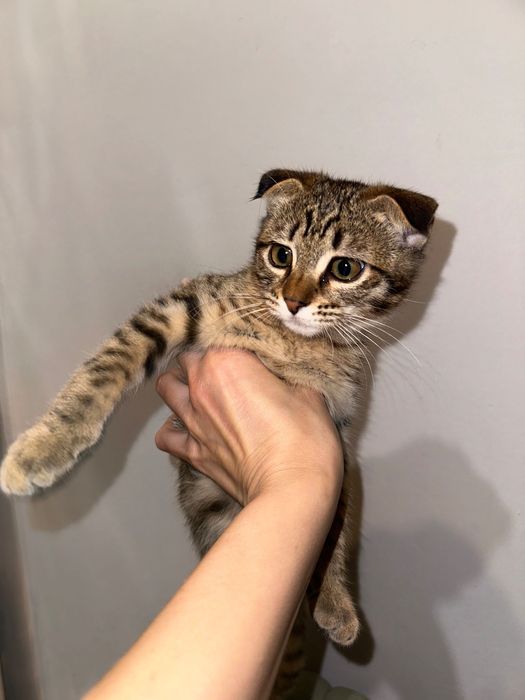 Кошечка в добрые руки